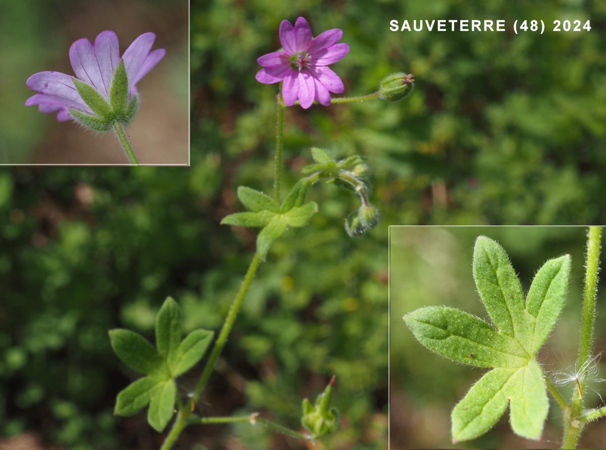 Cranesbill, Dove's-foot plant